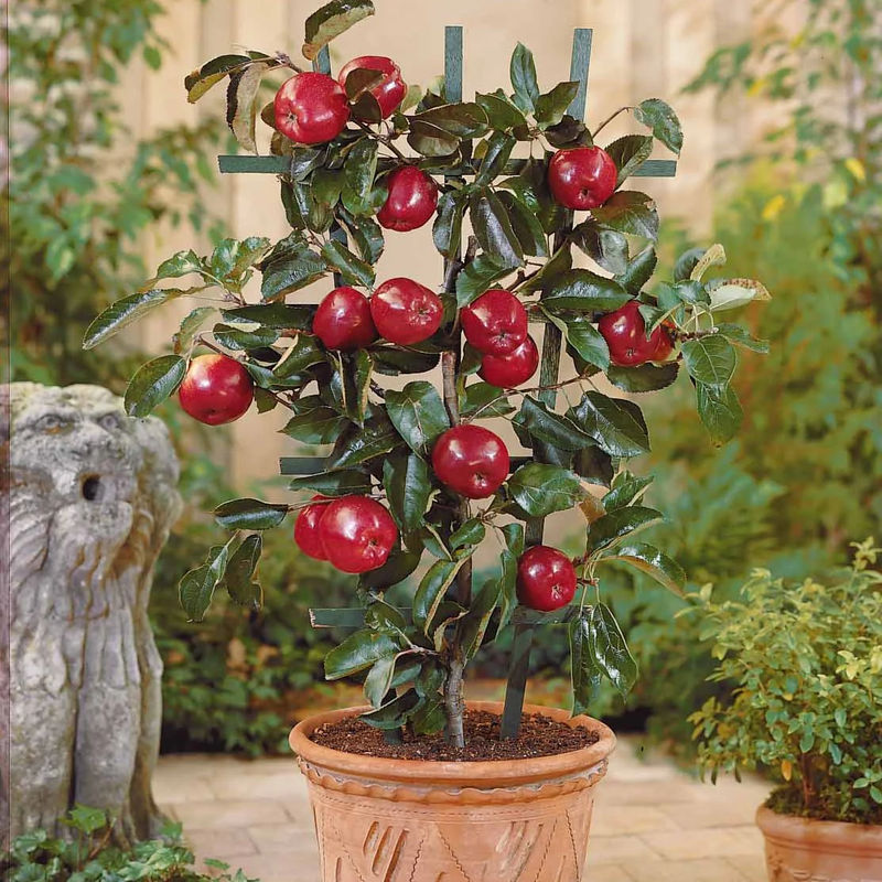 Zwerg-Apfelbaum Red Spur Delicious