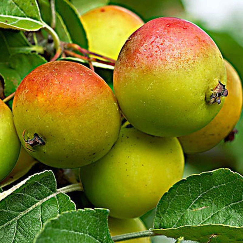 Apfelbaum 'Gala' - Title:Das stück in nackte wurzel / spross