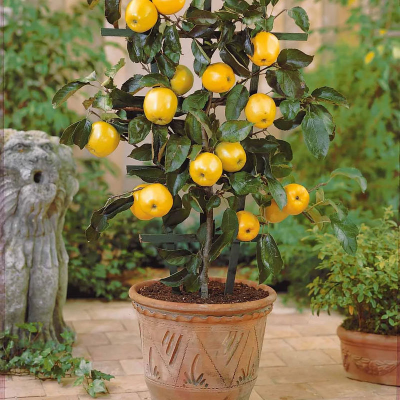 Mini-Apfelbaum Golden Delicious