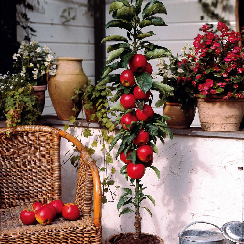 Zwerg-Apfelbaum Braeburn