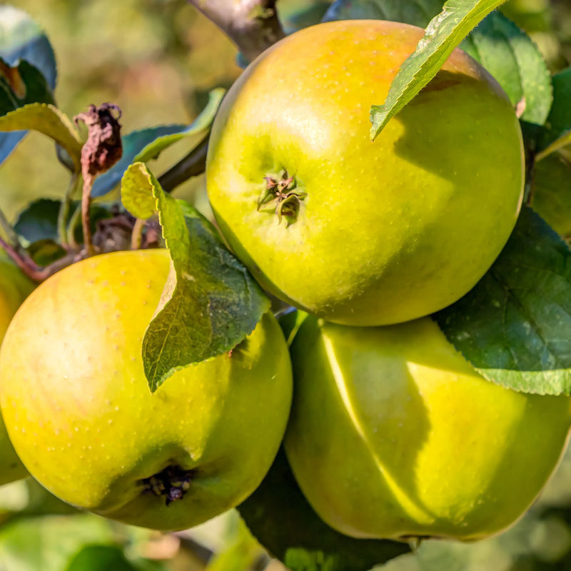 Apfelbaum Golden Delicious - Title:Der topf / 3L / Lieferhöhe 80-100cm