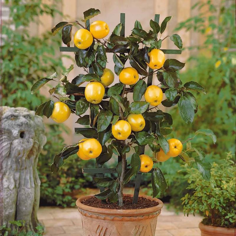 Zwerg-Apfelbaum Golden Yellow Spur