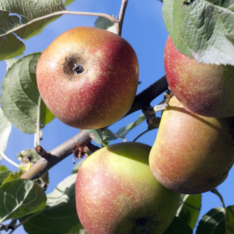 Apfelbaum Rode Boskoop