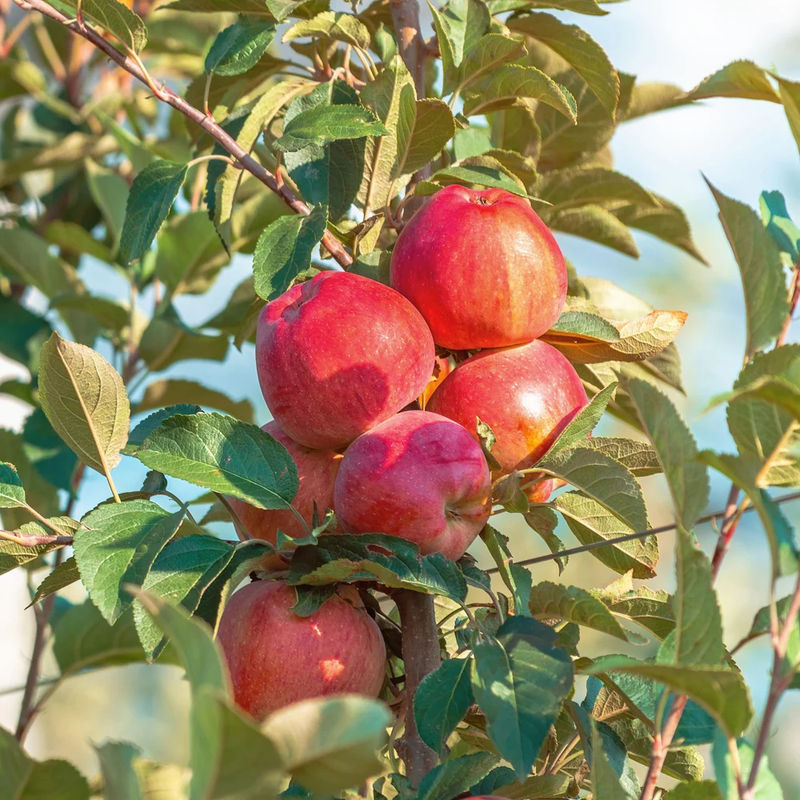 Apfel Summerred
