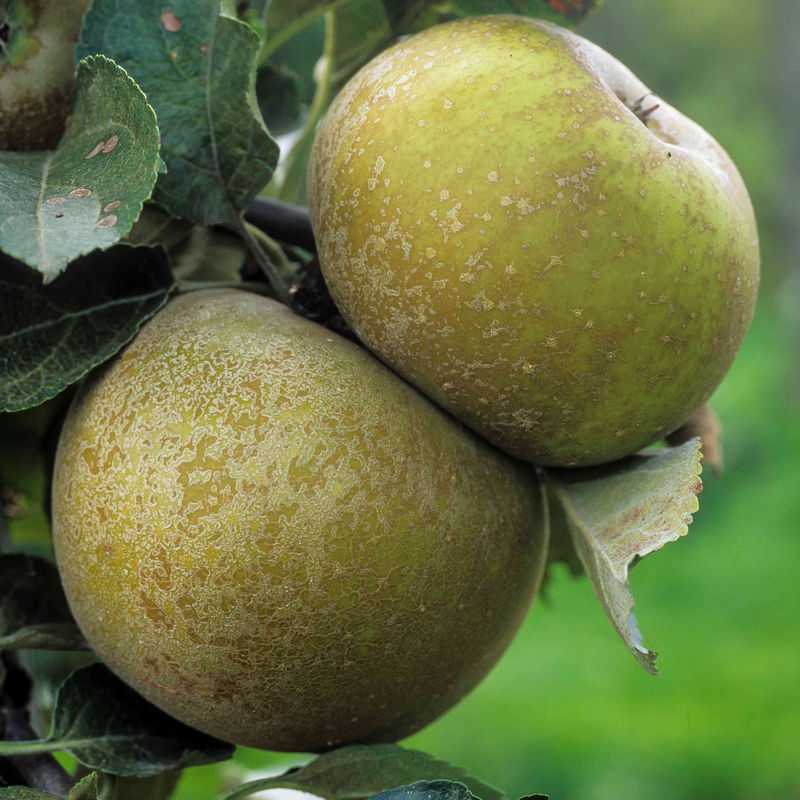 Apfelbaum Grise du Canada