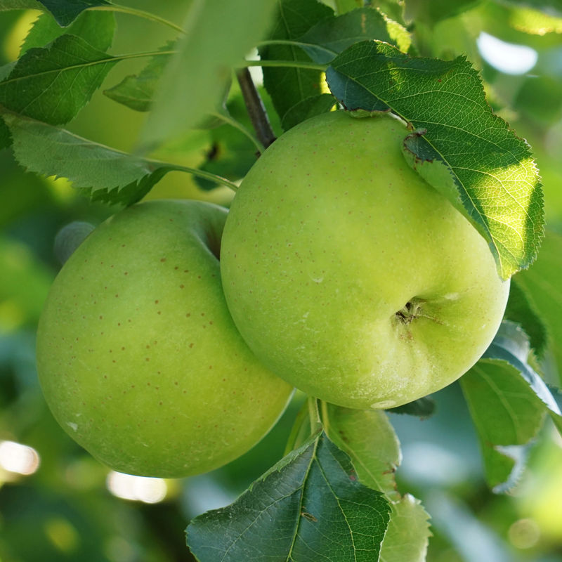 Apfelbaum Granny Smith