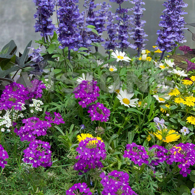 Gartenpflanzen Mischung 'Bee Friendly' (x3)
