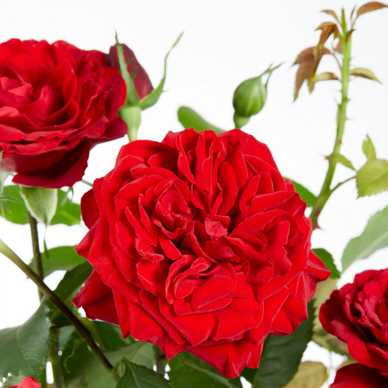 Duftende Kletterrosen Mischung (x3)
