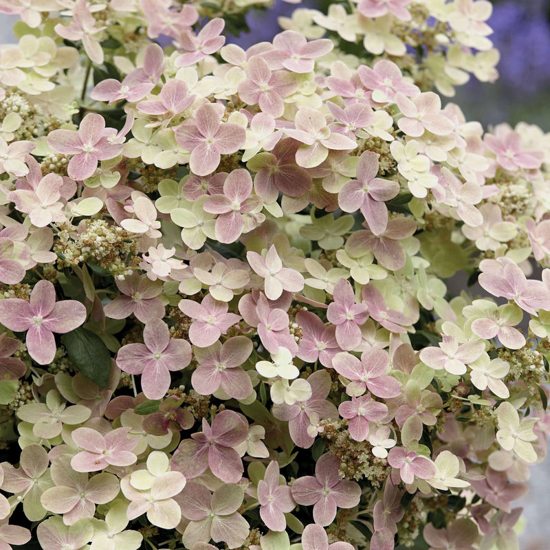 Rispenhortensie Hydrangea paniculata Rosa-Weiß - Winterhart