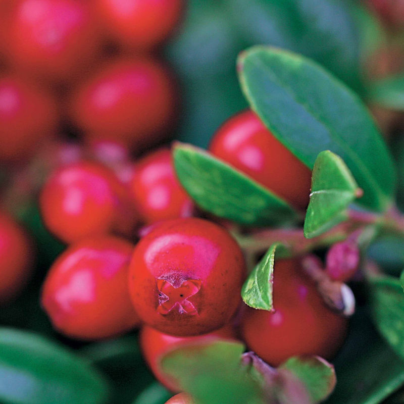 Preiselbeere Miss Cherry ®