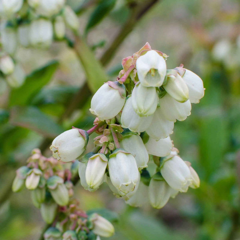 Blaubeere 'Brigitta Blue'