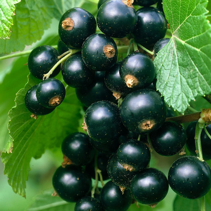 Schwarze Johannisbeere Titania