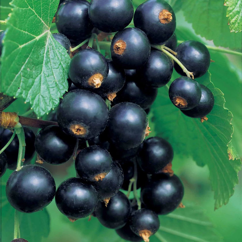 Schwarzes Johannisbeer Stämmchen