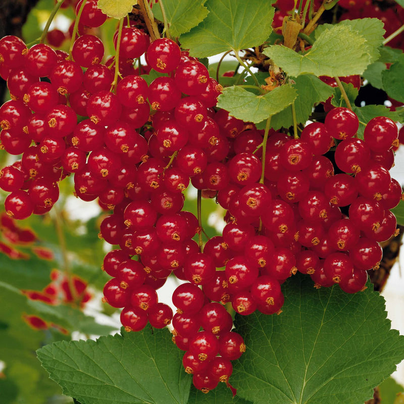 Rote Johannisbeere auf Stamm