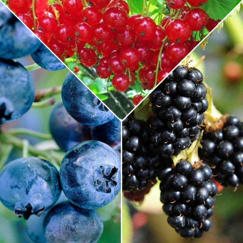 Marmeladen Obststrauch Mischung (Johannisbeere, Blaubeere, Brombeere) (x3) - Title:Die 3 töpfe / Ø 11cm / Lieferhöhe 20-30cm