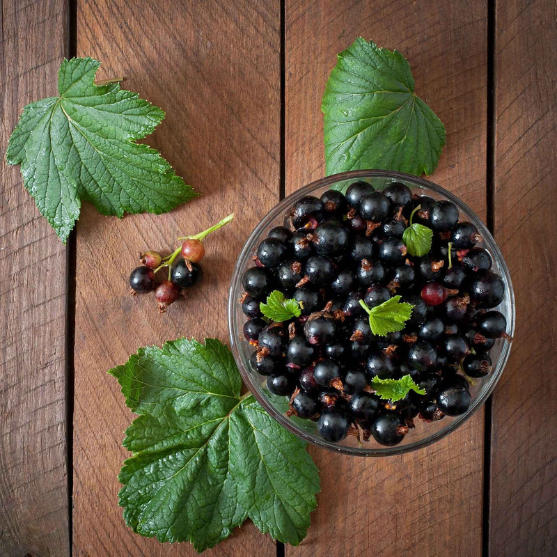 Schwarze Johannisbeere 'Ben Nevis'