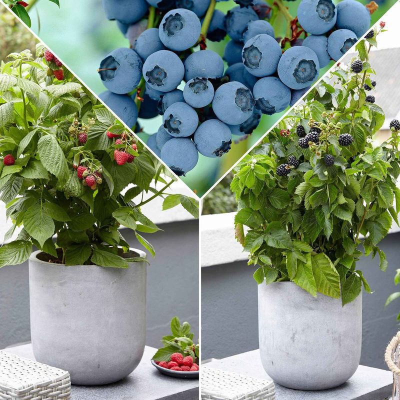 Zwerg-Obststrauch Mischung (Brombeere, Himbeere, Blaubeere) - Title:Die 3 töpfe / Ø 13cm / Lieferhöhe 20-30cm