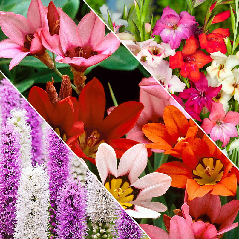 Blumenzwiebel Mischung 'For Bees & Butterflies' (x50)