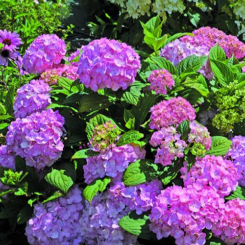 Hortensie So Long® Rosy