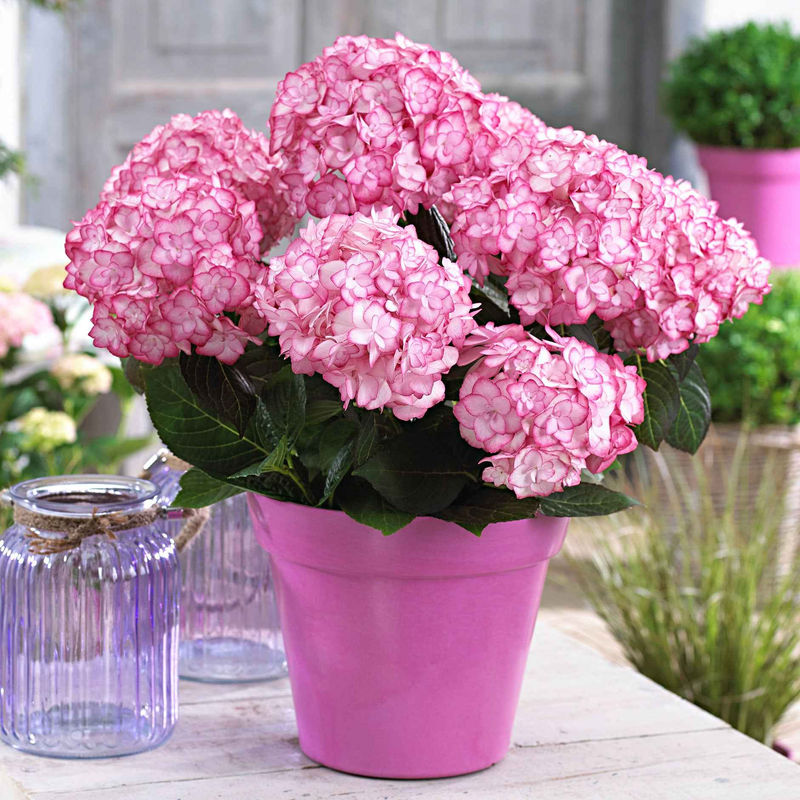 Bauernhortensie 'Miss Saori'®