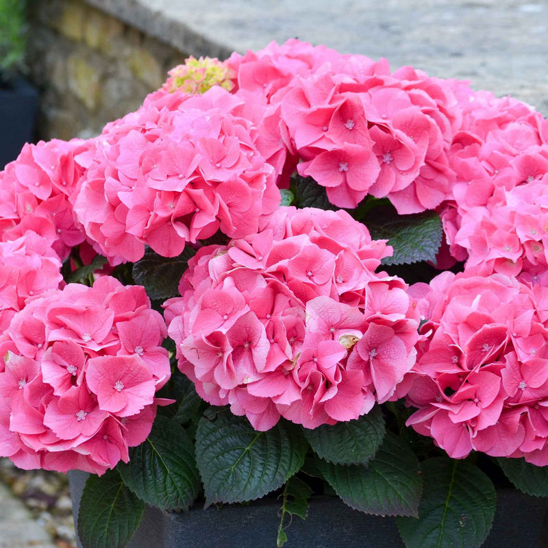 Bauernhortensie 'Rosita'