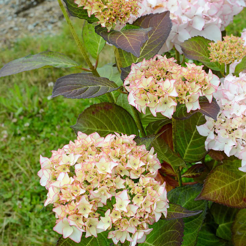 Bauernhortensie Dolce ® France