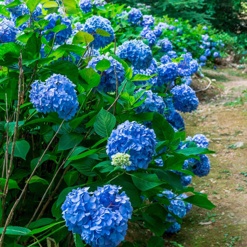 Bauernhortensie macrophylla Blau - Title:Der topf / 1.3L / 3-5 äste / Lieferhöhe 15-20cm