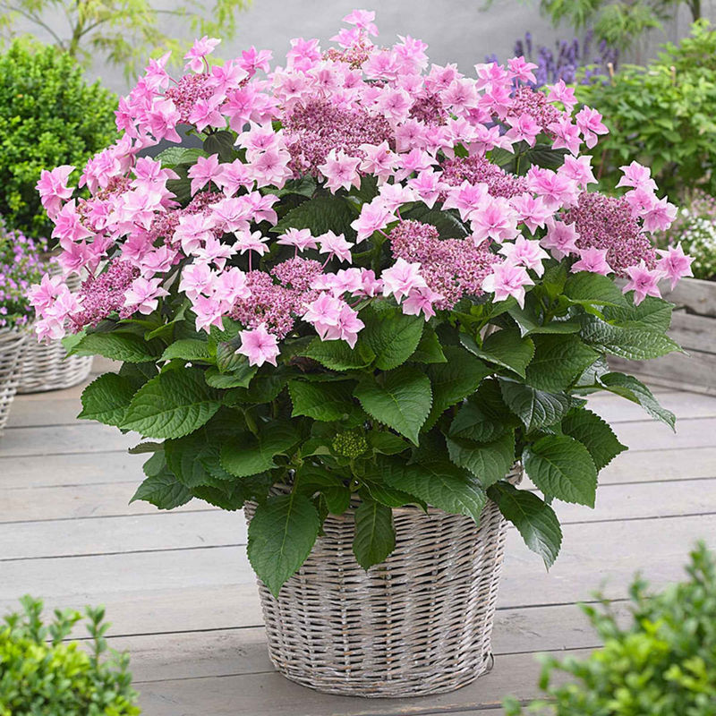Bauernhortensie 'Doppio Rosa'