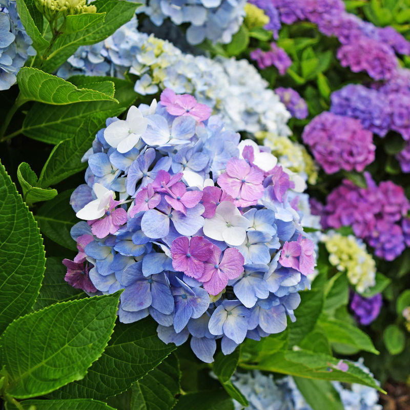 Dreifarbige Bauernhortensie