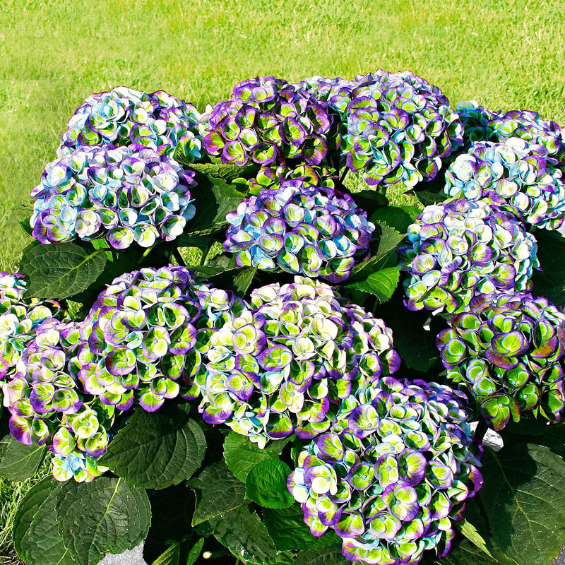 Bauernhortensie 'Revolution Blue'