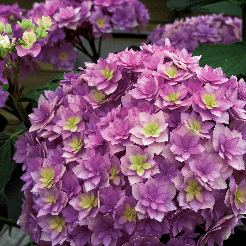 Bauernhortensie Expression