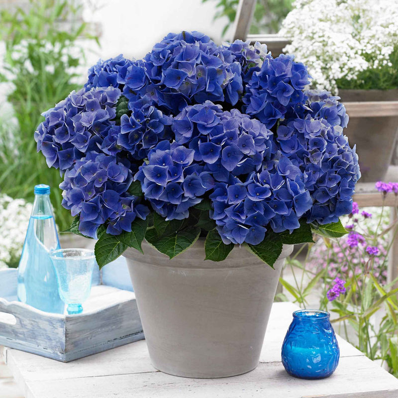 Bauernhortensie 'Blue Boogie Woogie'