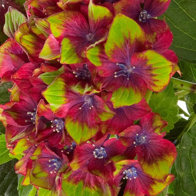 Bauernhortensie Saxon ® - Title:Der topf / 1.5L / 3-5 äste / Lieferhöhe 15-20cm