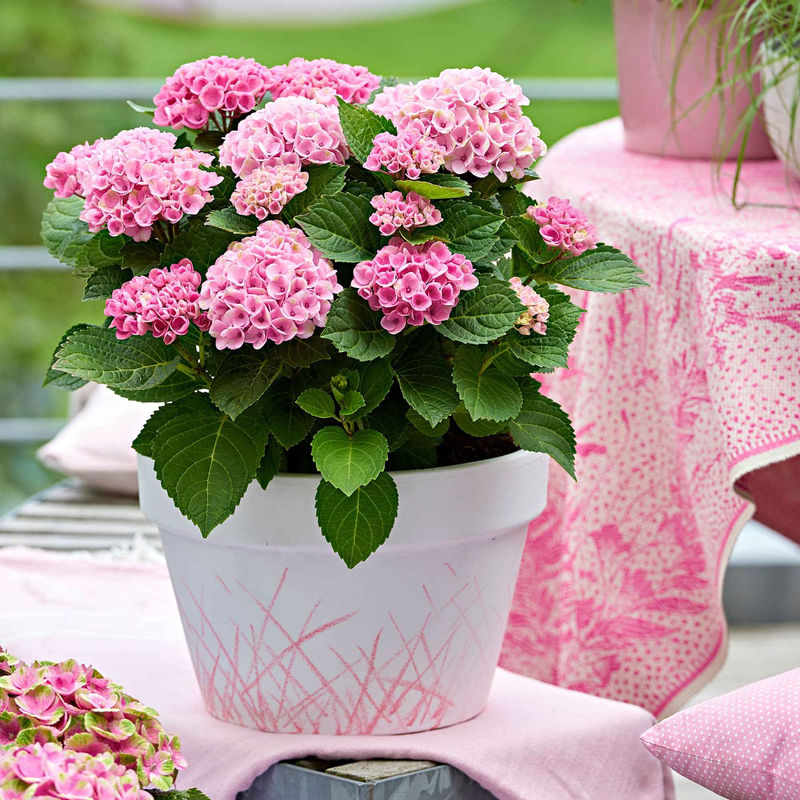Bauernhortensie 'Revolution Pink'