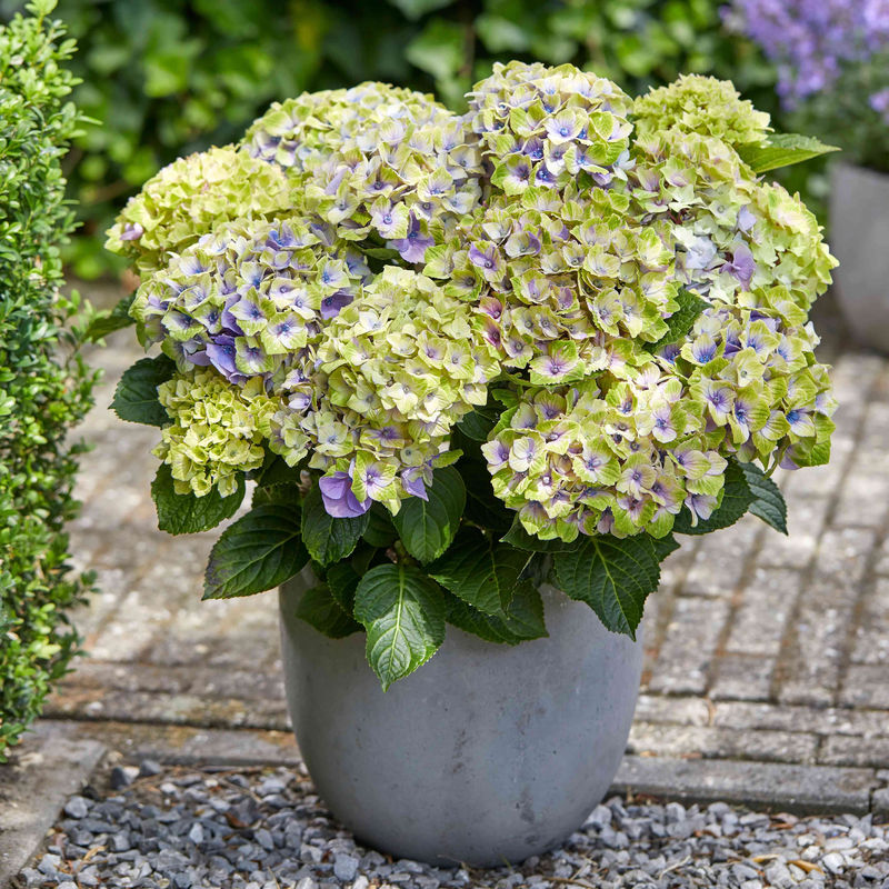 Bauernhortensie 'Jewel'