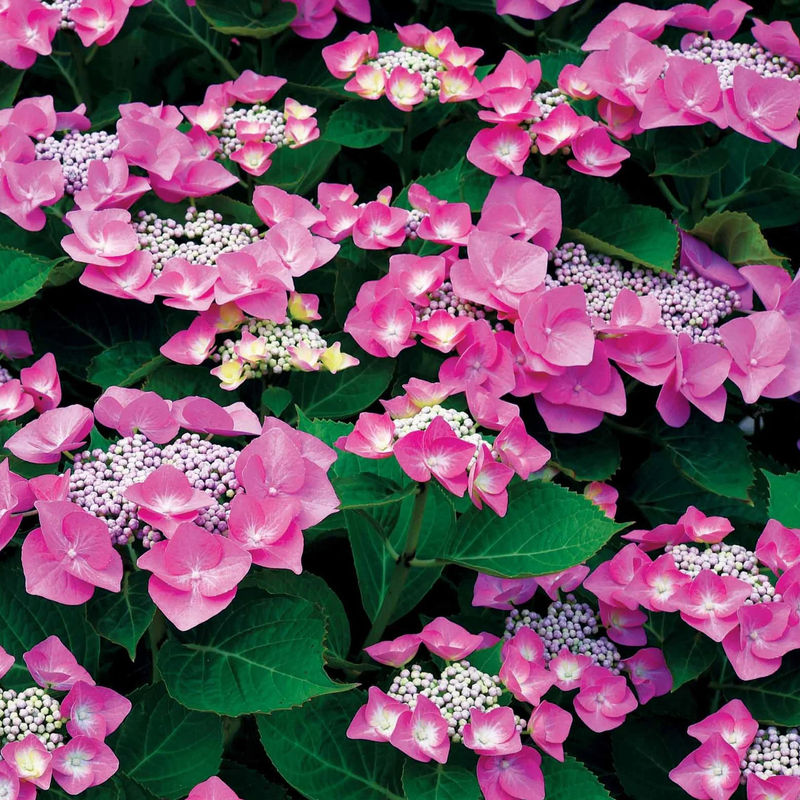 Bauernhortensie Selina