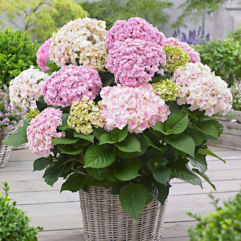 Bauernhortensie 'Doppio Nuvola'