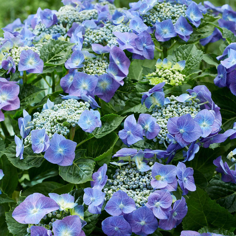 Bauernhortensie  'Teller' blau