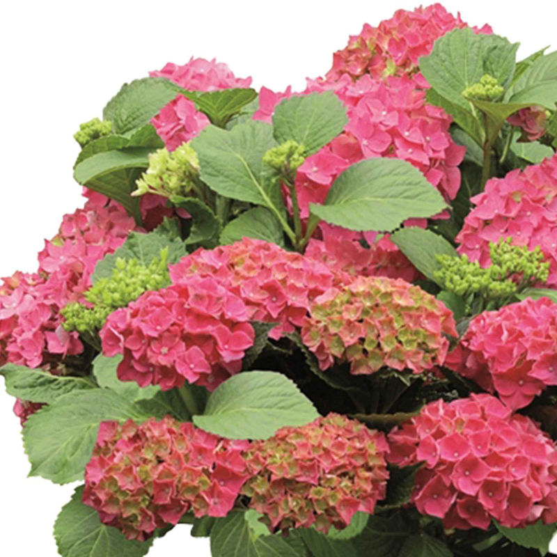 Bauernhortensie macrophylla Rot - Title:Der topf / 1.3L / 3-5 äste / Lieferhöhe 15-20cm