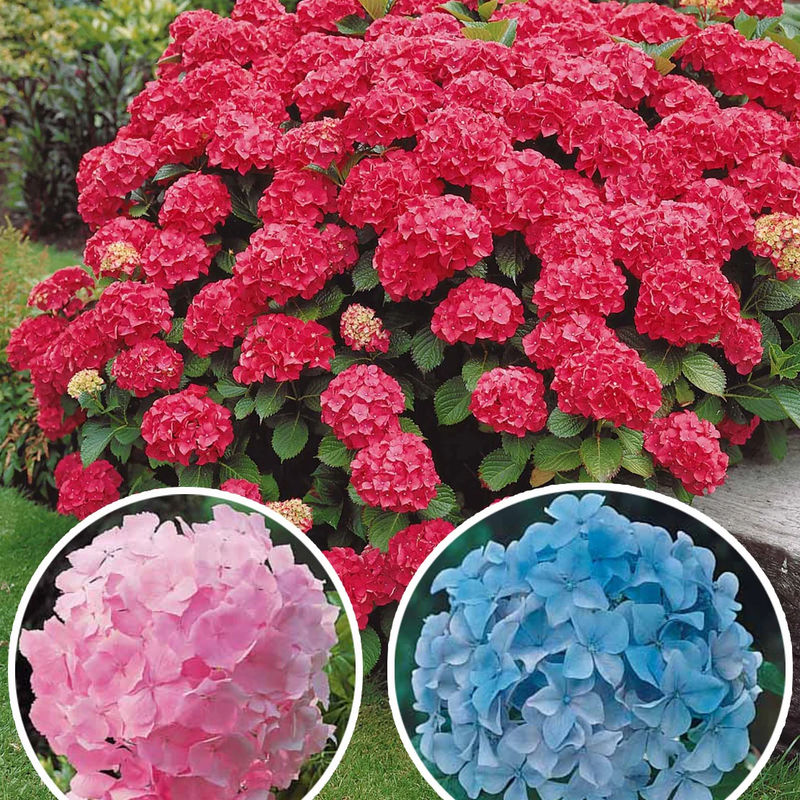 Hortensien-Sammlung: rot, blau, rosa (x3)