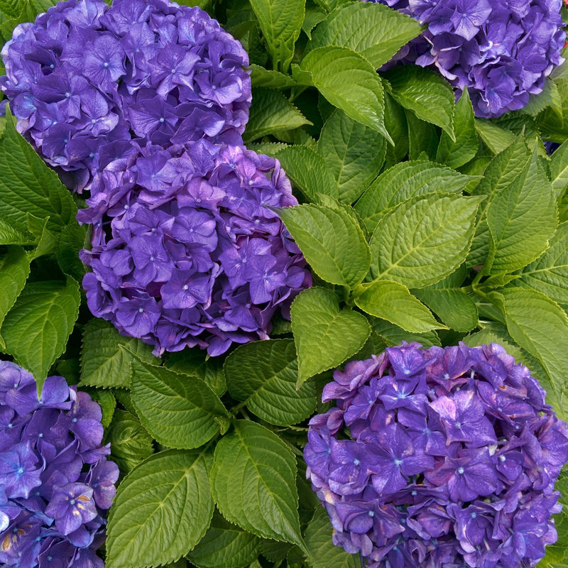 Bauernhortensie 'Deep Purple Dance'