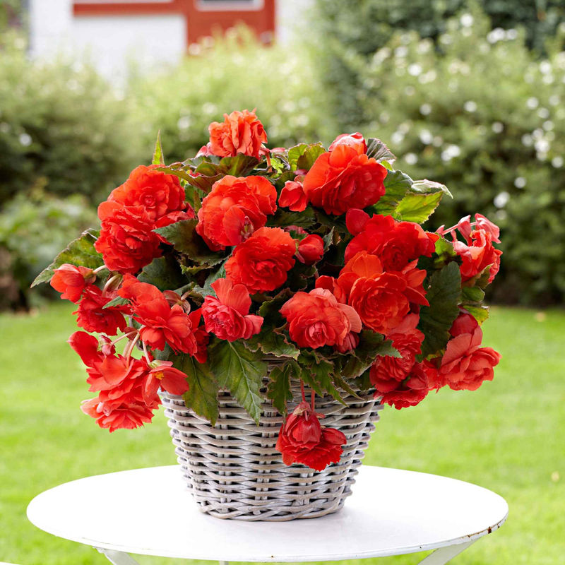 Duft-Begonie 'Red Glory' (x5)