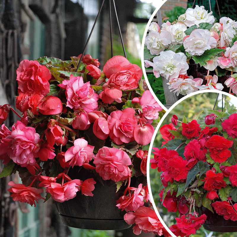 Duftbegonien Mischung (Red Glory, Angelique, Pink delight) (x9)