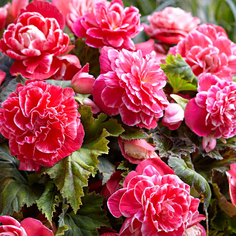 Begonie 'Camelia' (x5)