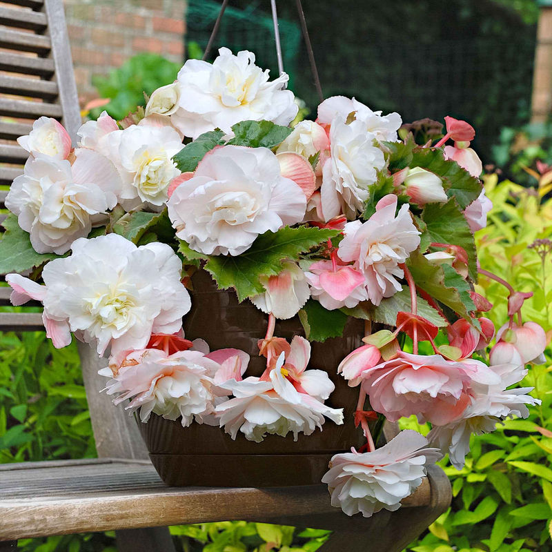 Begonie 'Angelique' (x5)
