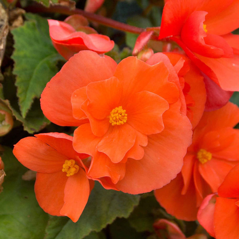Knollenbegonie orange (x4)