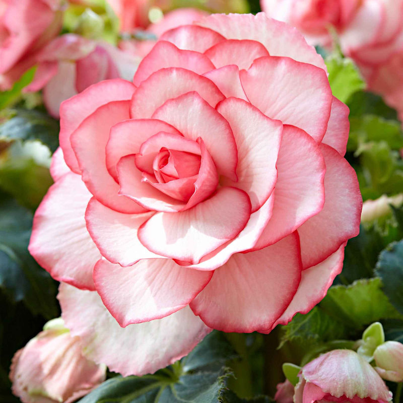 Begonie 'Cascade Florence' (x3)