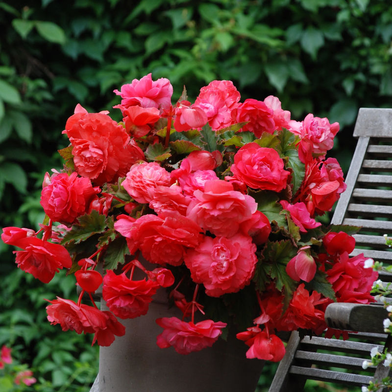 Duftende Hängebegonien Pink Delight (x5)