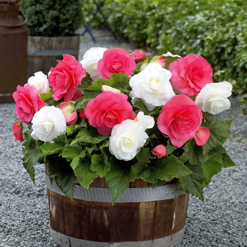 Begonien Mischung (rosa, weiß) (x6)