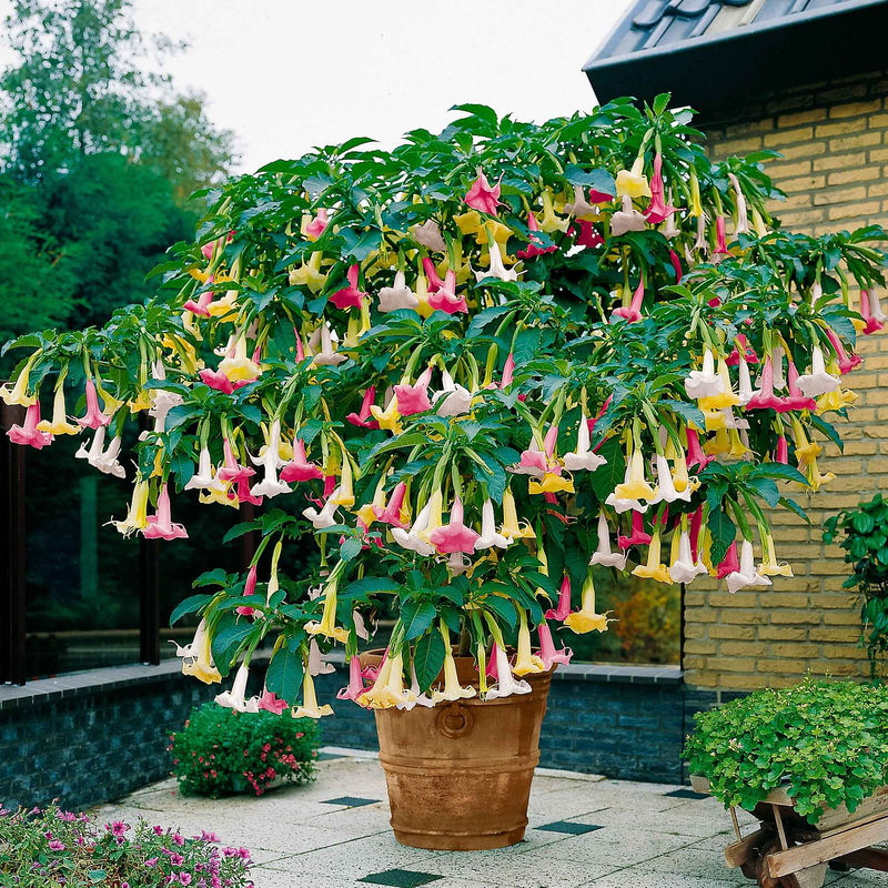 Engelstrompete 'Tricolor'